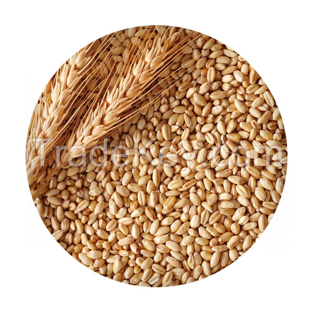 Wholesale organic wheat grain