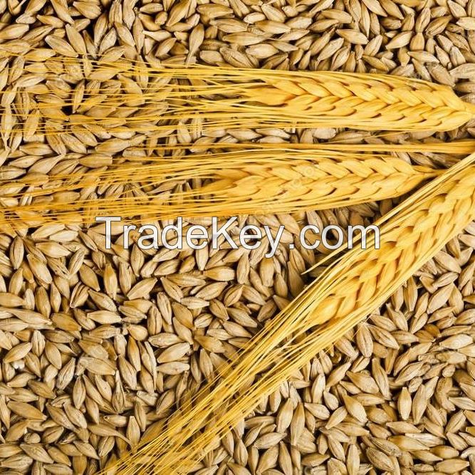 High quality Argentine Barley