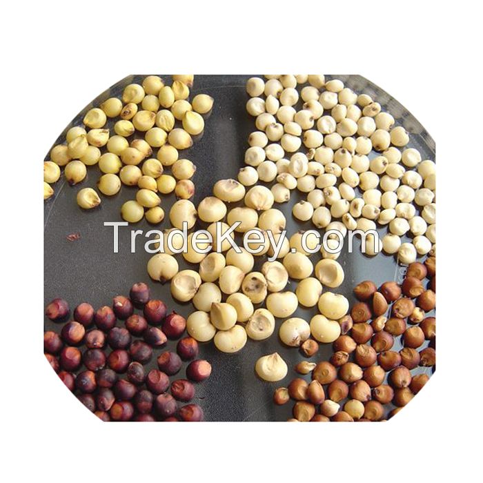 High Quality Red Sorghum/White Sorghum For Sale