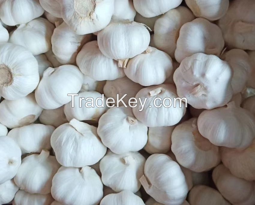 dry garlic /Fresh garlic for sale