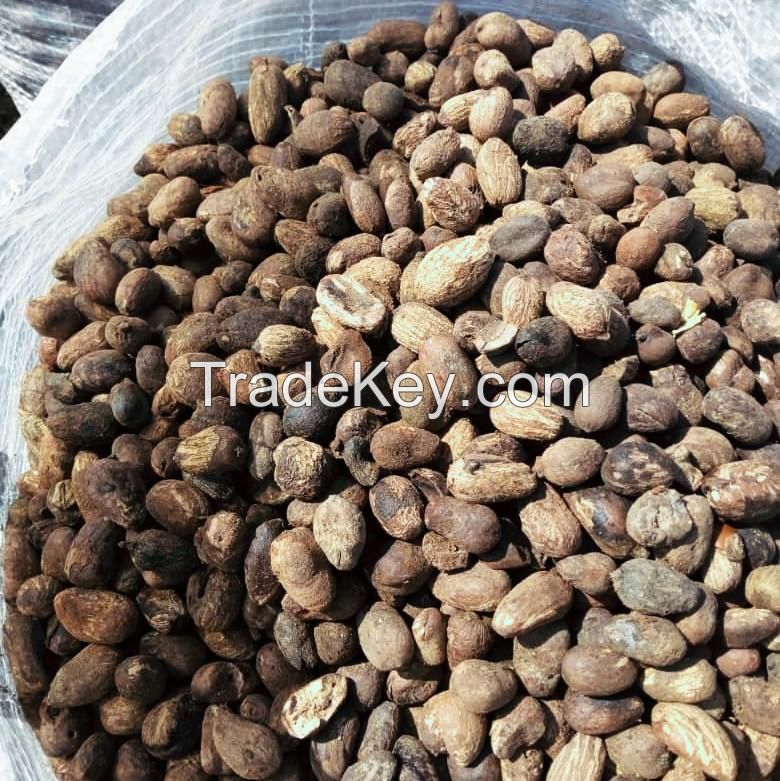 SHEA NUTS FROM NIGERIA