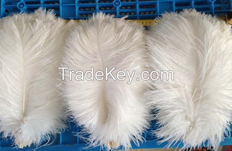 Ostrich feathers for sale