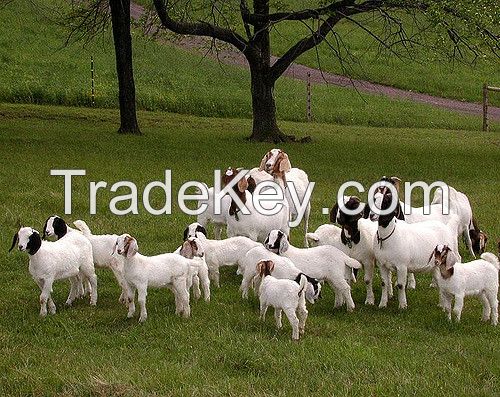 100% FULL BLOOD BOER GOATS FOR SALE