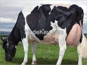 Pregnant Holstein Heifers