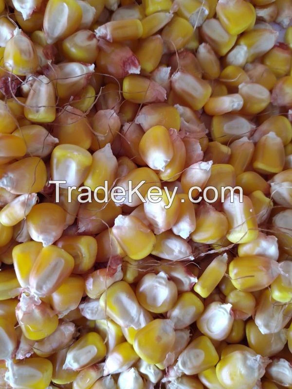 Yellow corn FOB Russia