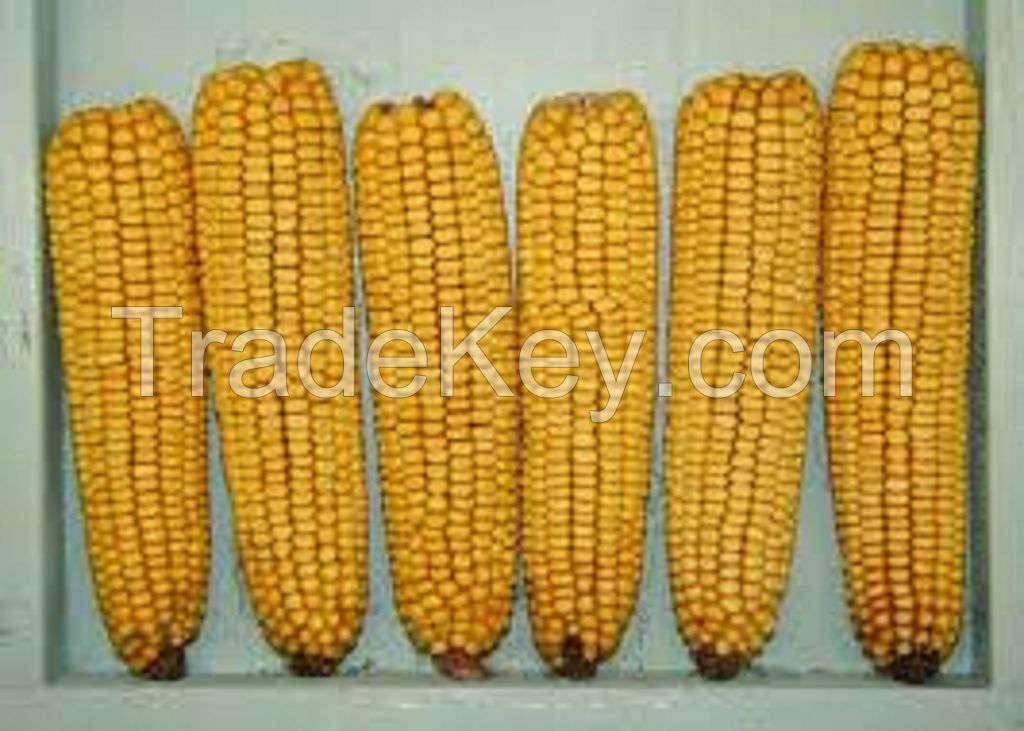 Yellow Corn for Animal Feed / YELLOW MAIZE FOR ANIMAL FEED