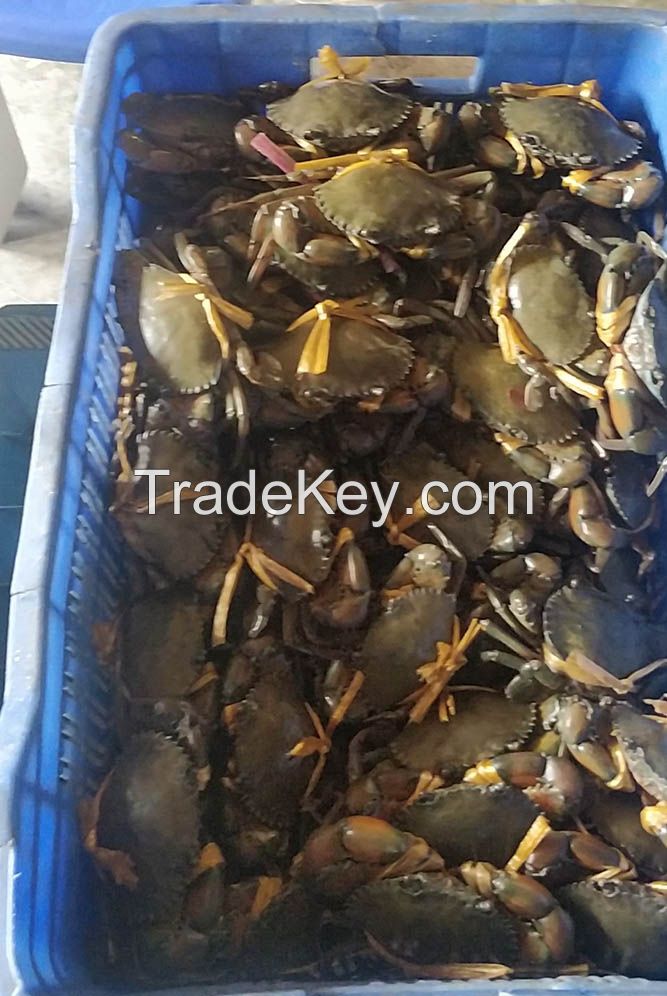Hot Sale Live Mud Crabs, Blue Crabs, King Crabs /Live Seafood