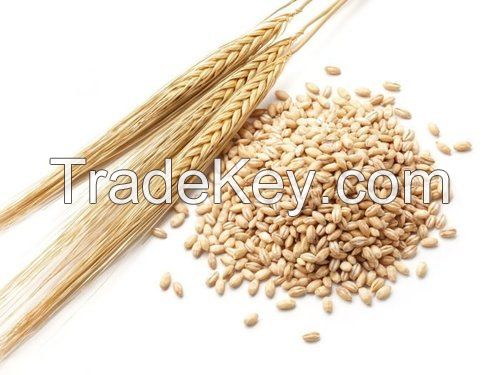 BARLEY