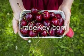 FRESH CHERRIES