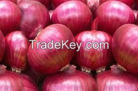 FRESH ONION