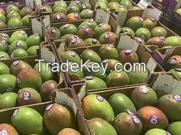 FRESH MANGOES