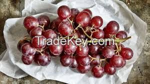 FRESH GRAPES