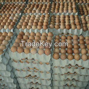Fresh Chicken Eggs