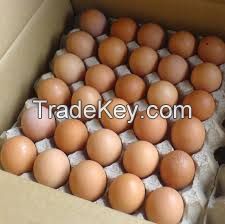 Fresh chicken table eggs