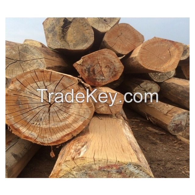 Timber Logs / Wood Teak Wood / Oak Wood Logs