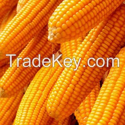 Pure Natural Dry Maize Non-GMO Air Dried Corn Yellow Corn Coarse Food Grain