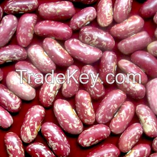 High Quality speckled light, Red, Black & White Kidney Beans
