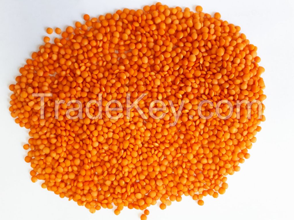 Premium Quality Best price export green red Lentils( Masoor Dal)