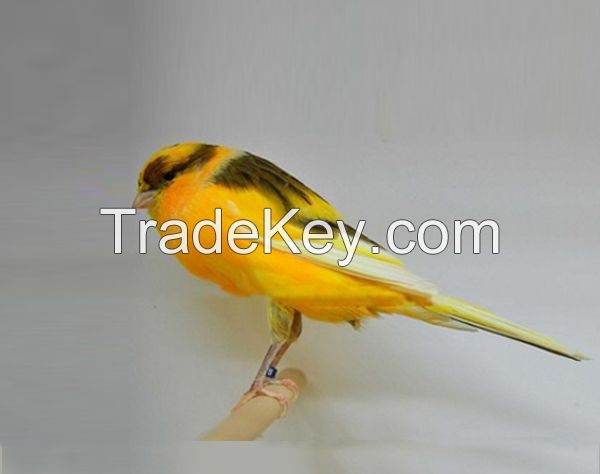 Live Fancy Canary /Yorkshire Canary birds / Lancashire Canary Birds/Spanish Timbrado Canary