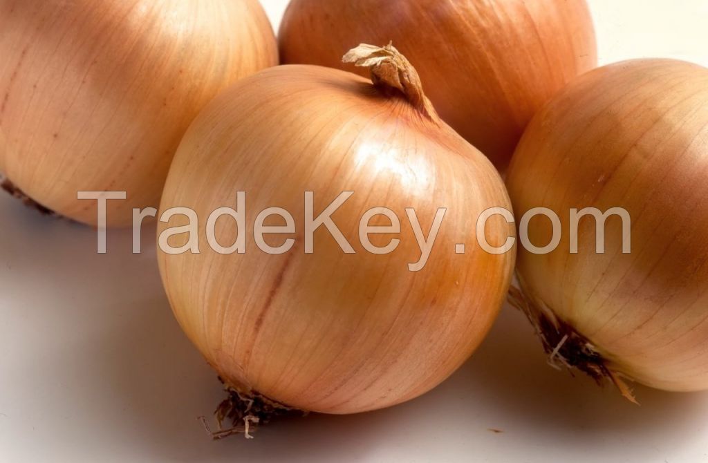 Fresh Organic Onions from sunny Uzbekistan