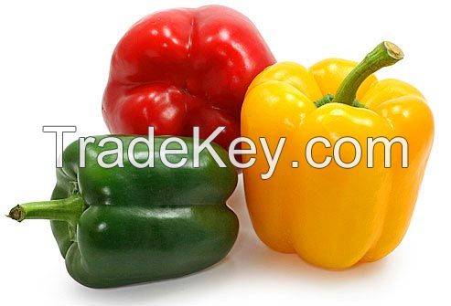 Bell Pepper Capsicum