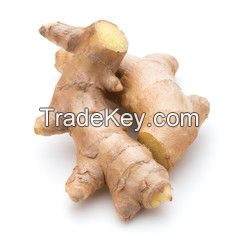 Wholesale Organic Fresh Ginger