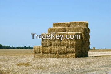 High Quality Animal Feed Alfalfa Hay