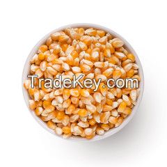 Dry Maize/Corn For Consumption, for Oil making and animal feed