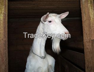 Saanen Goat/ Milking Saanen Goats /Pregnant Saanen Goats