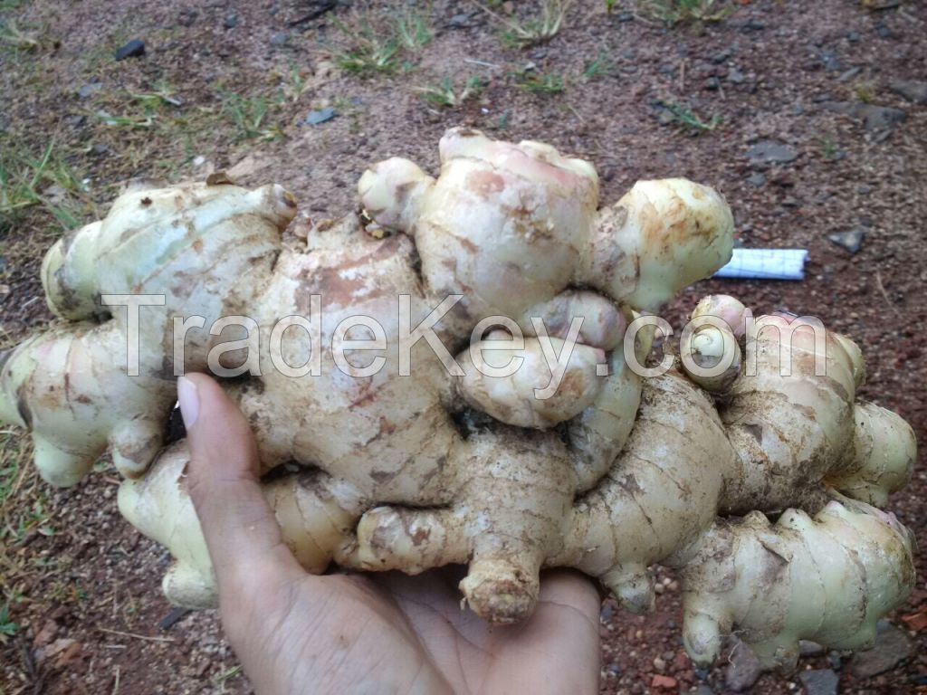 FRESH GINGER (JAHE MERAH) WITH LOWEST PRICE FROM VIET NAM