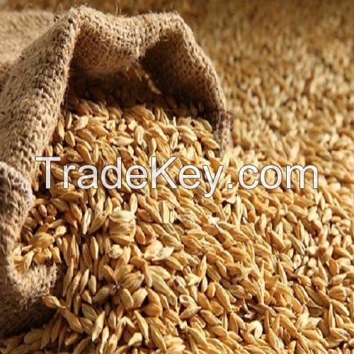 animal feed barley sale