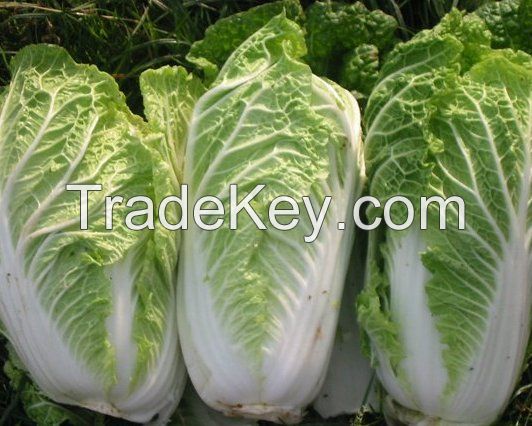 fresh celery cabbage