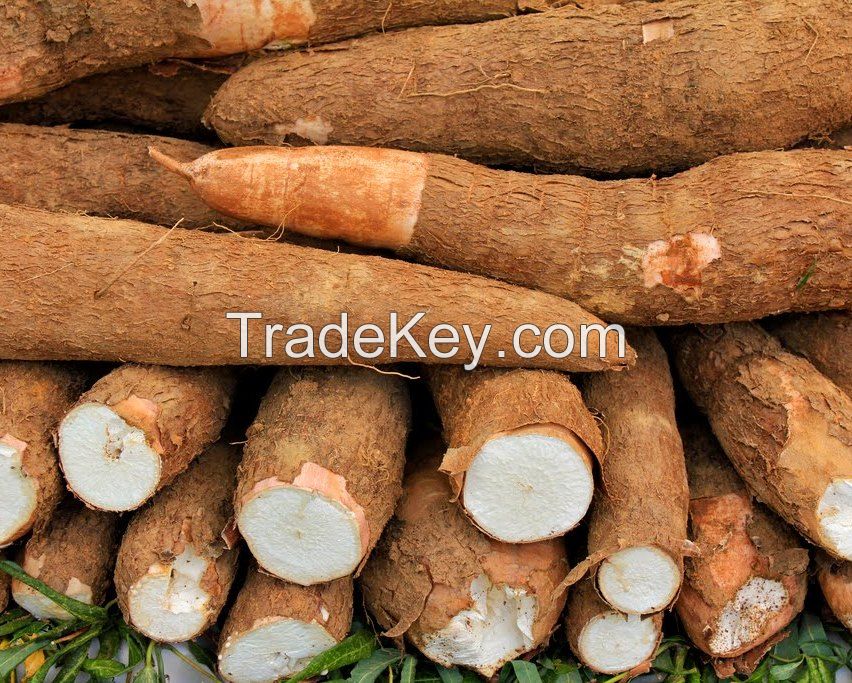 fresh cassava