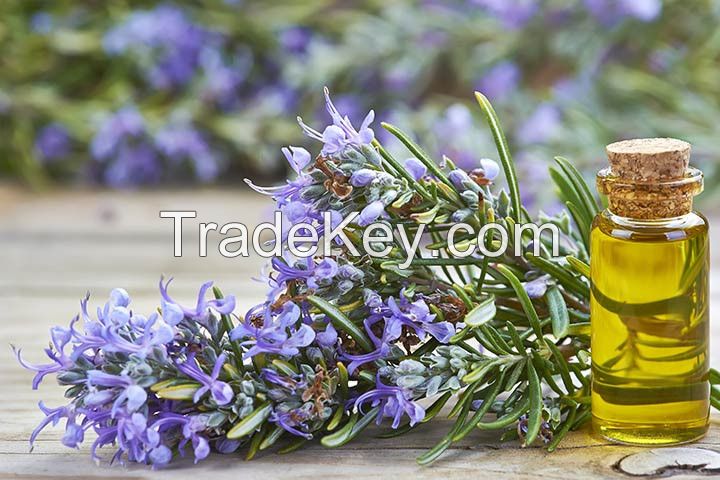 Dried fresh organic rosemary leave rosemary oleoresin extract with free sample