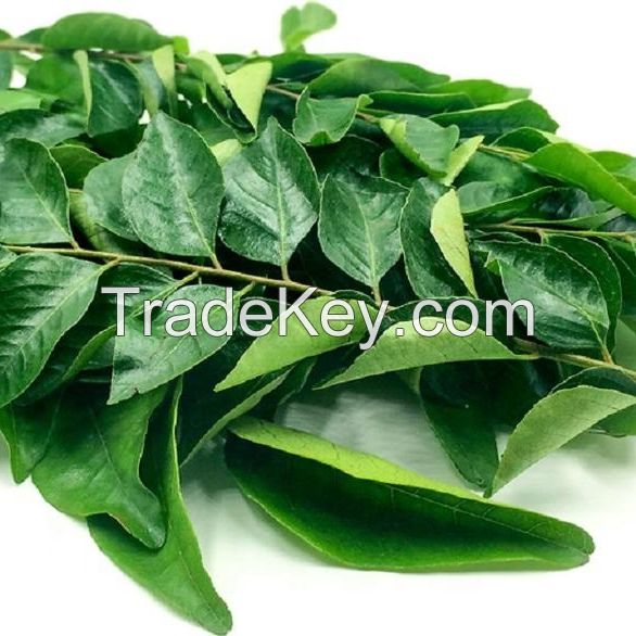 fresh Curry leaves