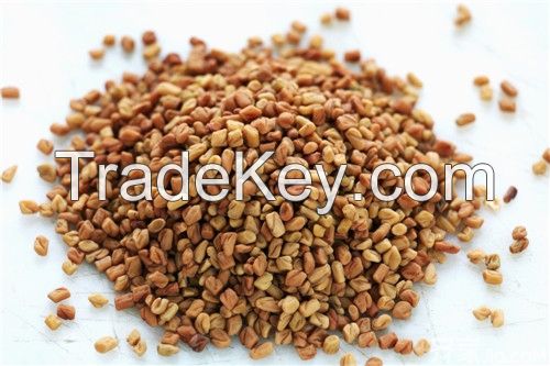 Natural herbal medicine fenugreek seed extract