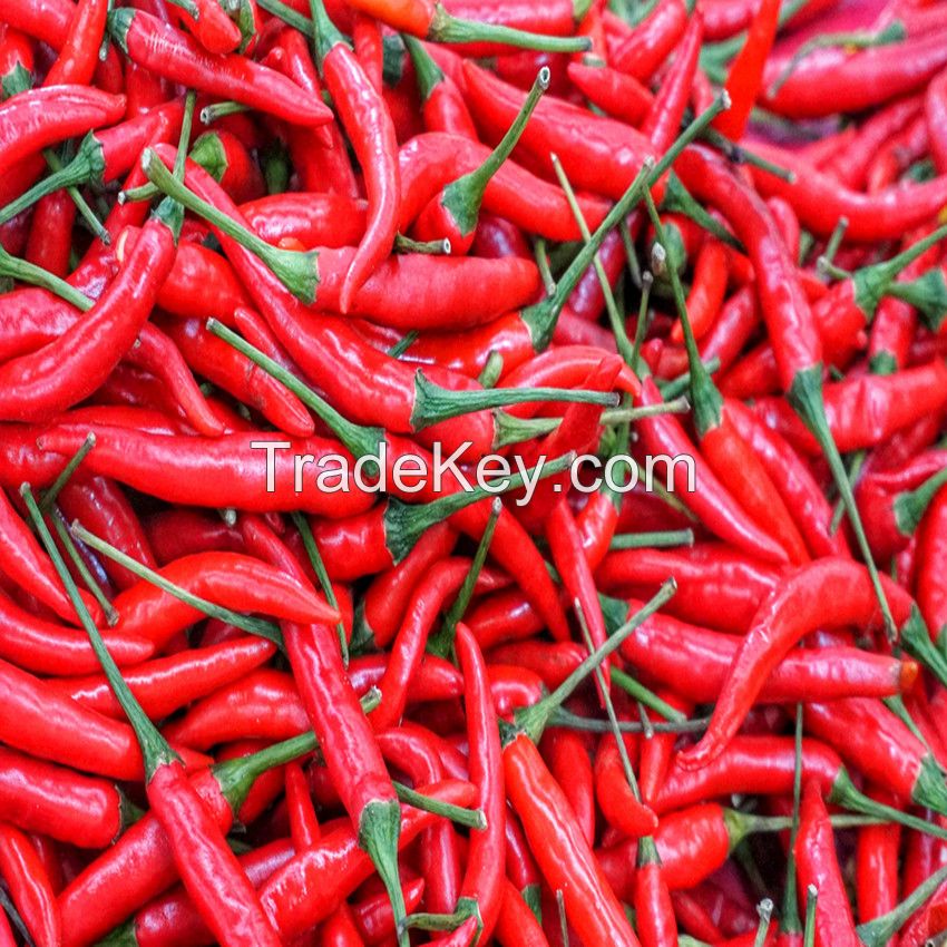 Red Chilli