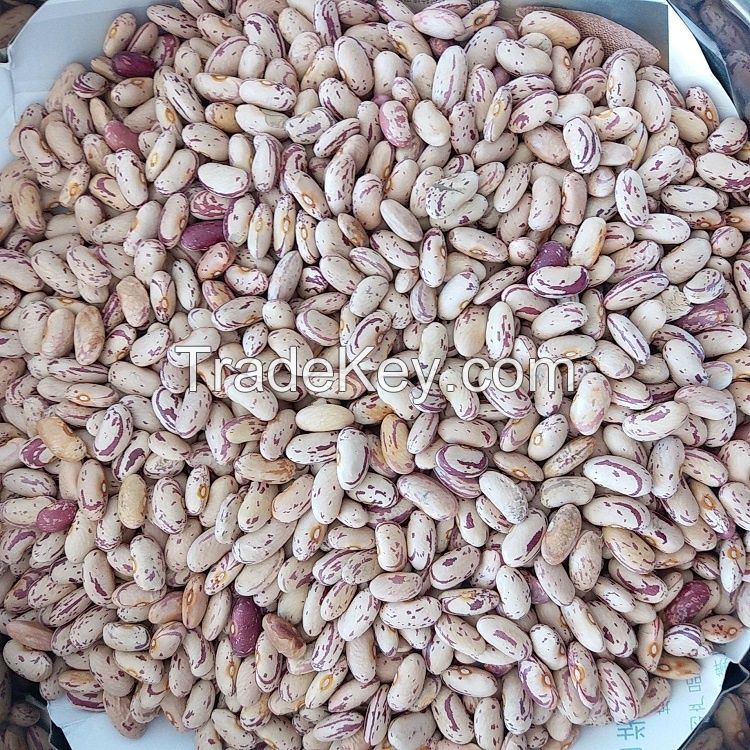 south Africa Light Speckled Kidney Beans