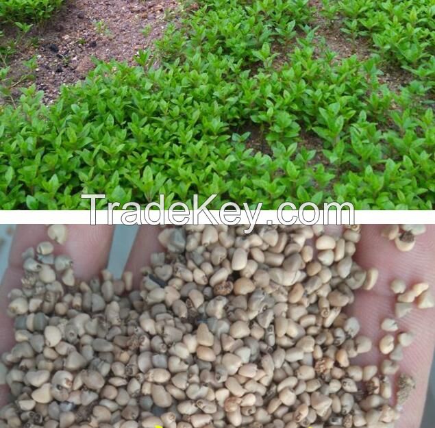 Premium high germination guava seeds, 