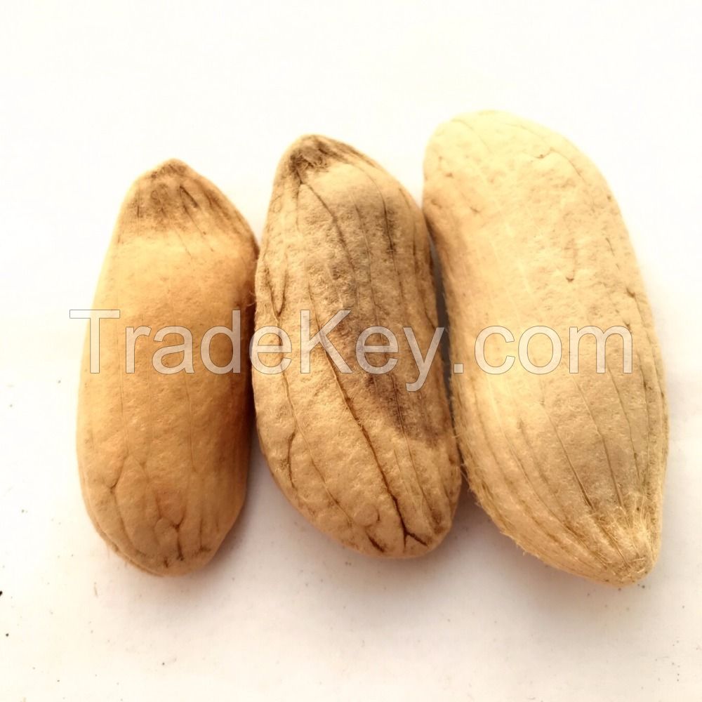 High Quality Best Price Mango Seeds Planting