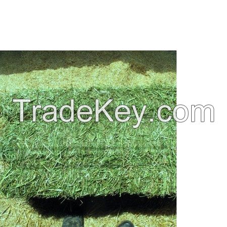 High Quality Animal Feed Alfalfa Hay