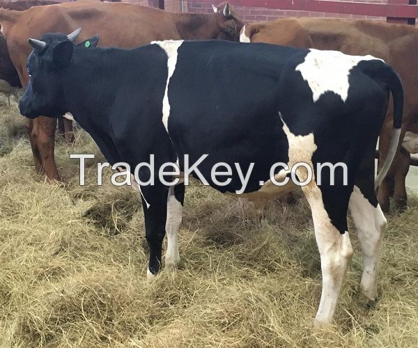 Buy Quality Holstein Heifers Fowl for sale./livestock cattle cow pregnant holstein heifers