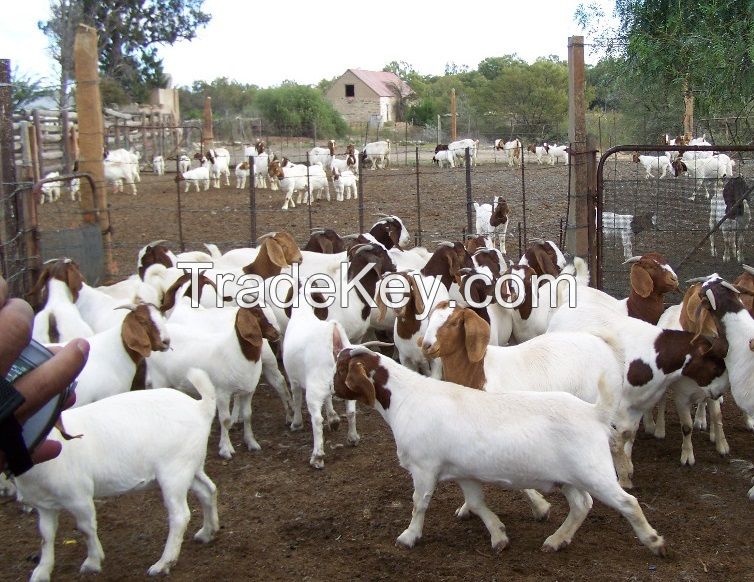 Boer Goat