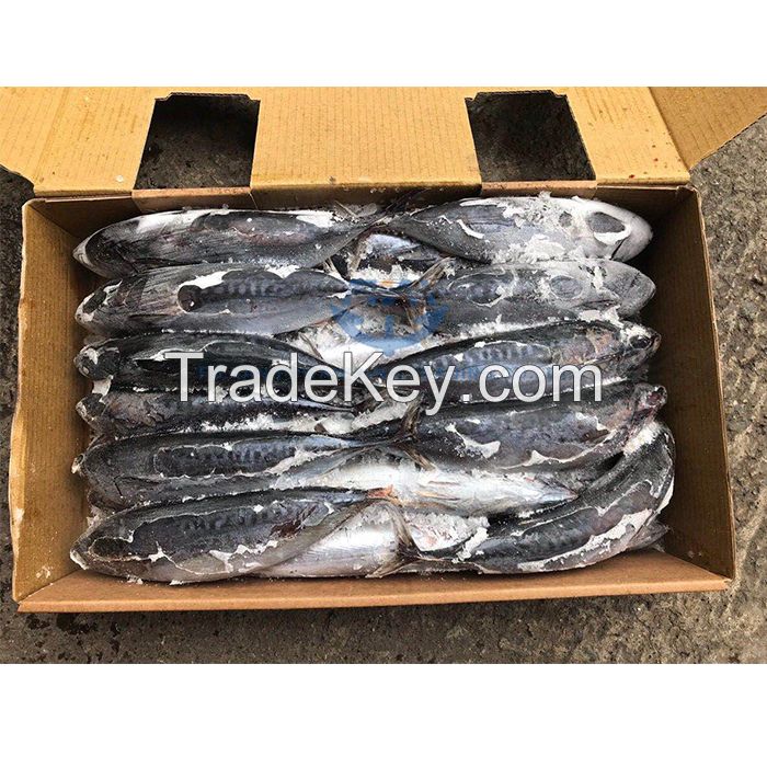 Frozen Fish Bonito Tuna Factory Price