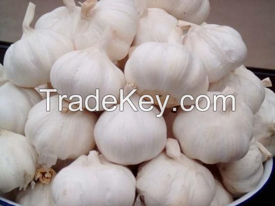 Super Fresh Pure White Garlic