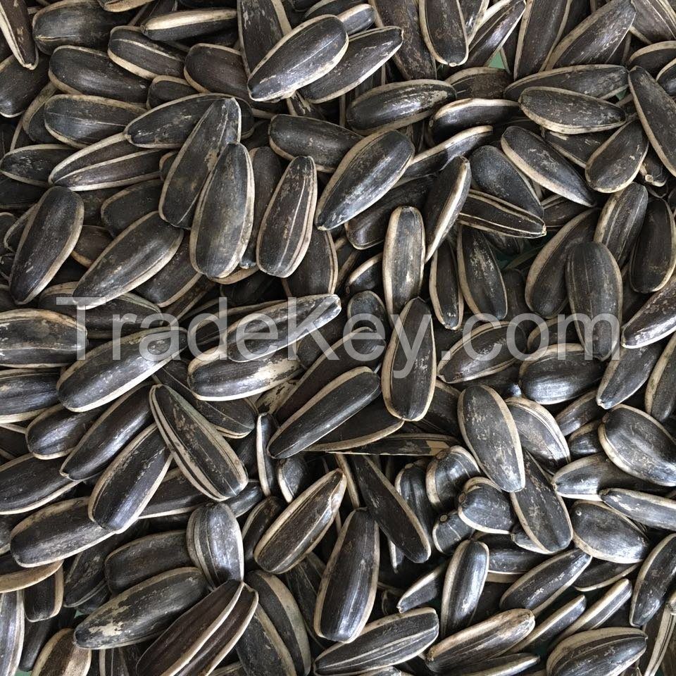 Raw Sunflower Seeds Kernels 5009 24/68 (Best Offer)