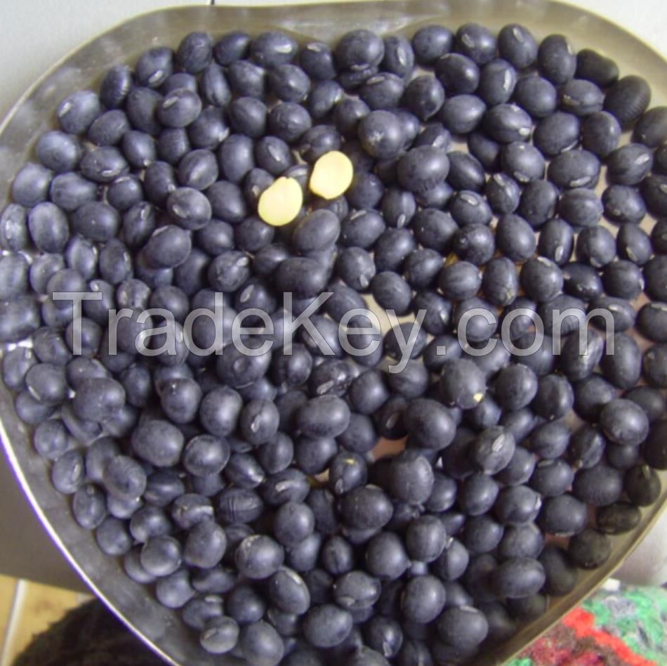 Bulk Dried Black Soybean With Yellow Kernel