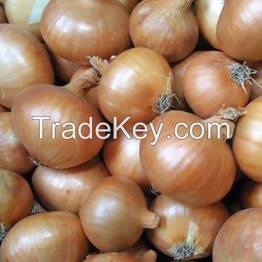 fresh yellow onion direct supplier