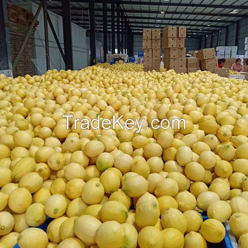 Wholesale Price High Quality Fresh Citrus Fruit Fresh Lemon For Sale