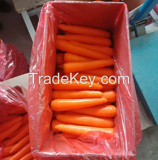 Style Fresh Type Carrot Product Type Umbelliferous Vegetabless Variety 316 Cultivation Type COMMON Color red Size (cm) 18 Weight (kg) 10 Place of Origin China Brand Name RENHE Model Number RENHE0002 Colour Green/red Taste Sweet Uses Cooking